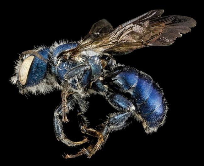 high resolution macro photos show amazing details bees wont cure fear bugs sam droge bee 5