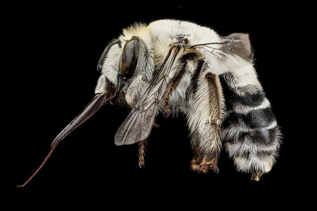 high resolution macro photos show amazing details bees wont cure fear bugs sam droge bee 6
