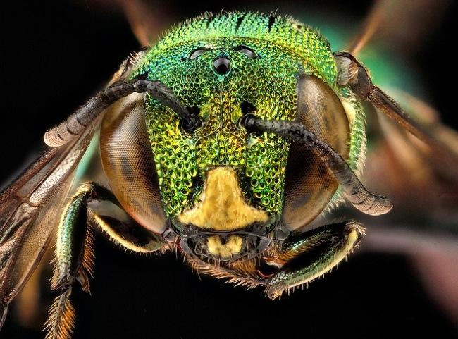high resolution macro photos show amazing details bees wont cure fear bugs sam droge bee 8