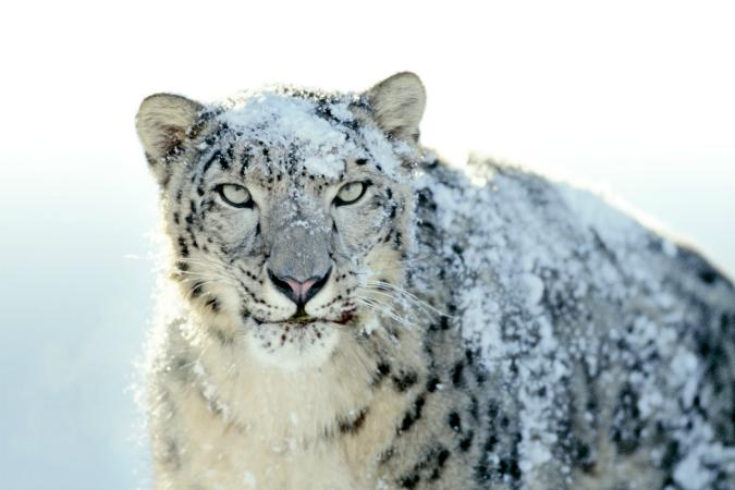 apple just signaled support os x snow leopard ending safari update