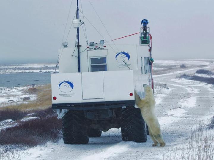 google street view goes polar bear spotting bears