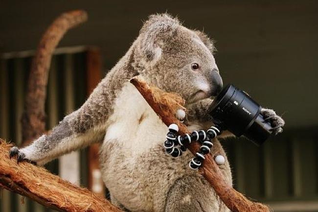 selfie snapping koalas may cutest fuzzballs instagram right now koala 2