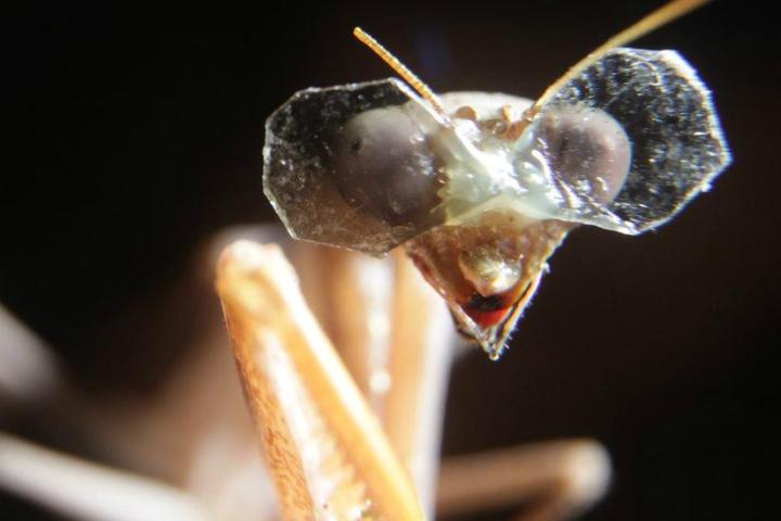 praying mantis dons worlds smallest 3d glasses wearing