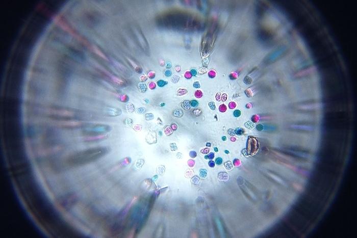 turn smartphone microscope tiny accessory lens mixed pollen