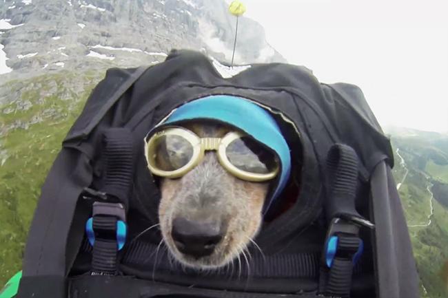 extreme adventurer dean potter base jumps off swiss mountain takes dog for the ride and whisper jump