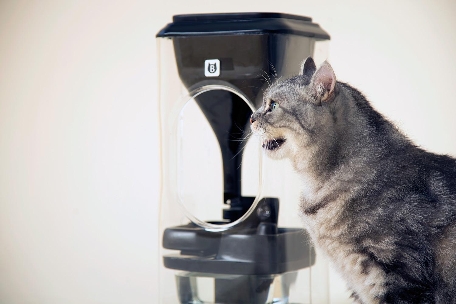 Bistro smart cat feeder