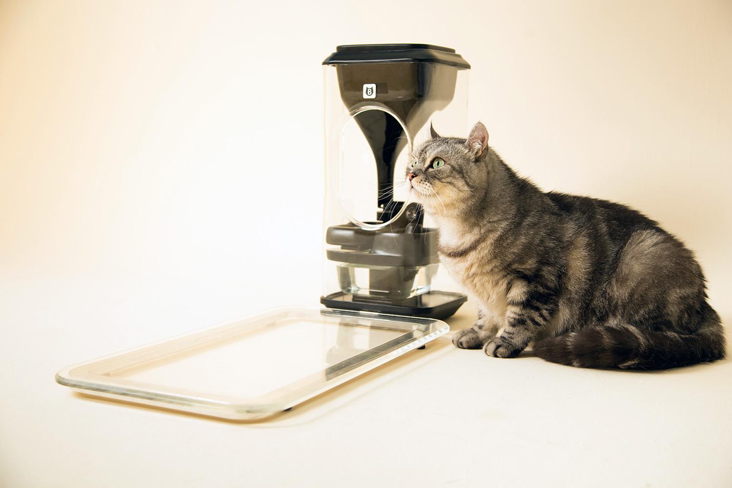 Bistro smart cat feeder