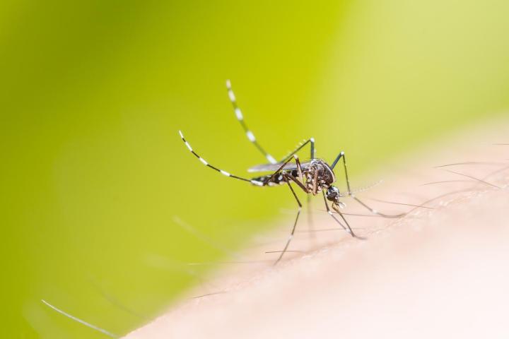 turning mosquitos male brazilian genetically modified 3