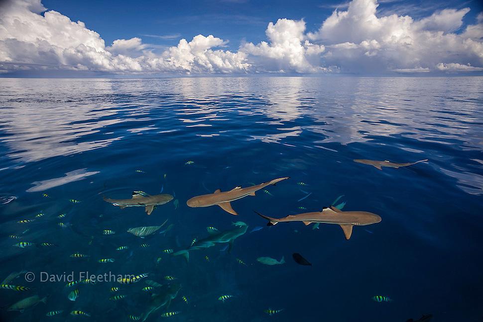 Shark photographer David Fleetham