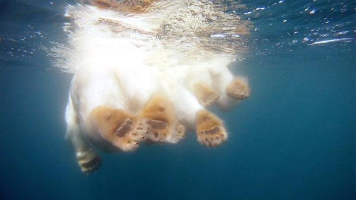 join group polar bears roaming arctic waters new gopro video polarbears
