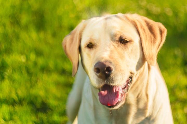 police dog thoreau golden lab helps combat child porn trained to sniff out hard drives shutterstock 179865071