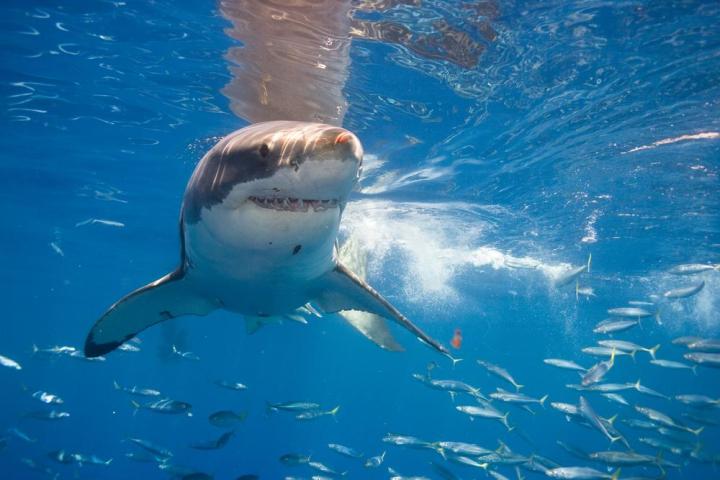 shark week 2015 discovery ratings
