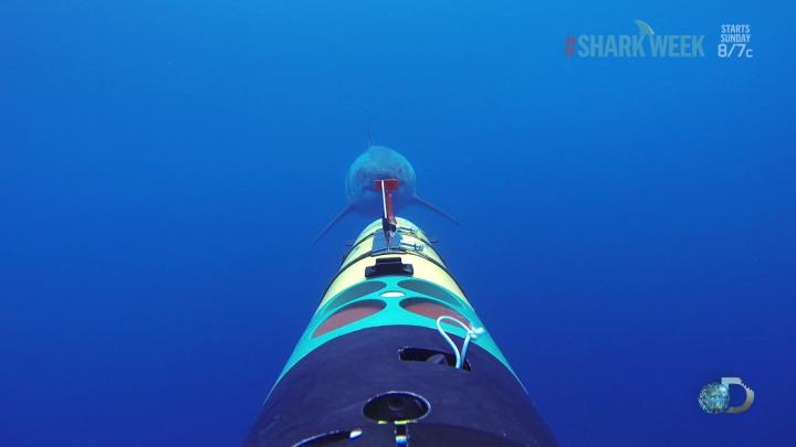 great white shark attacks underwater camera guess wins sharkcam