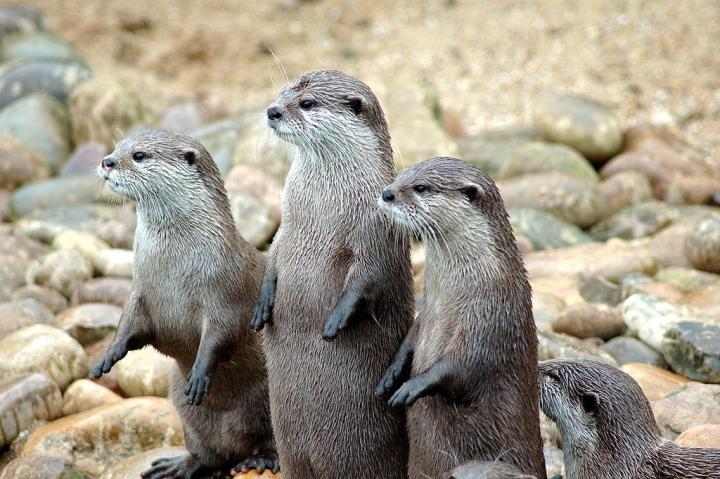 london zoo youtube livestream 1024px otters in a row
