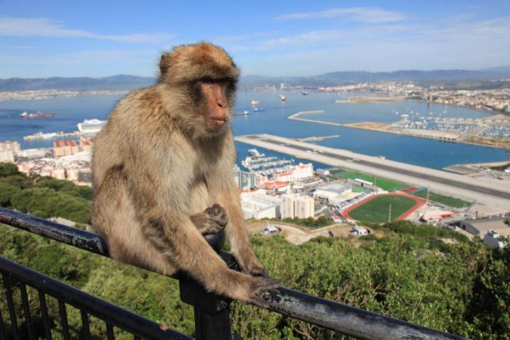 gps collars used to end monkey madness in gibraltar
