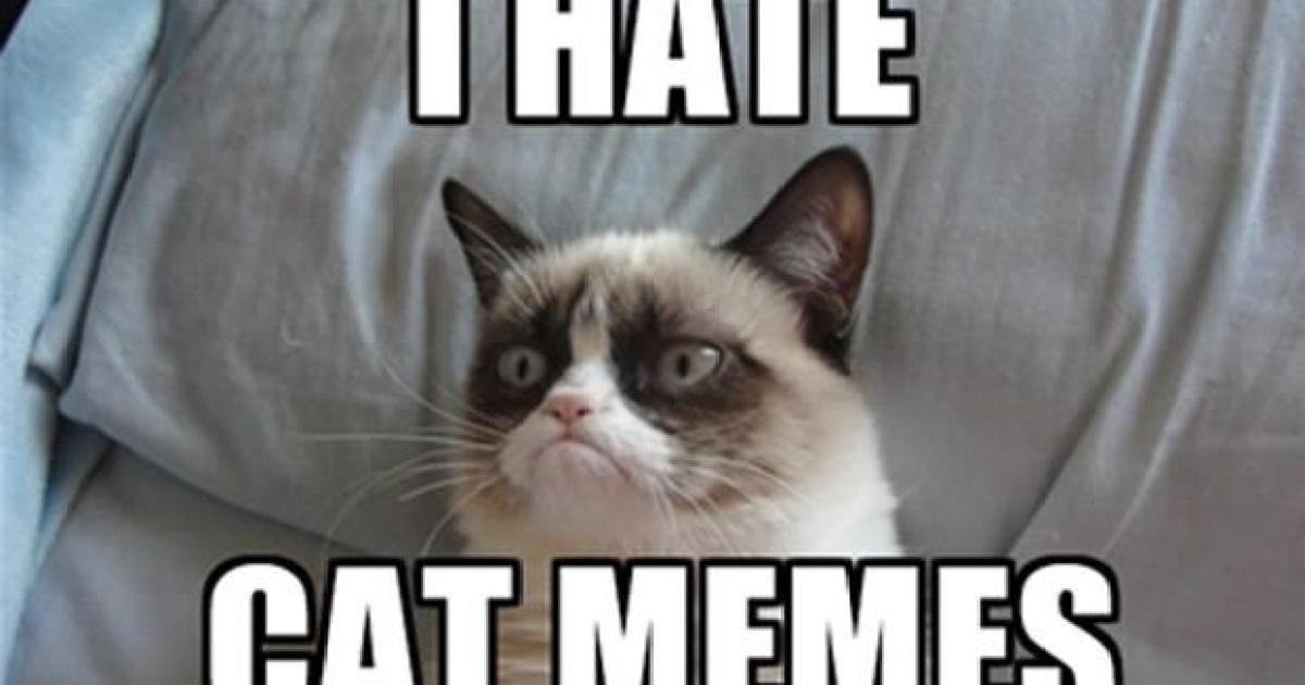 Mad Cat Meme Photos, Download The BEST Free Mad Cat Meme Stock Photos & HD  Images