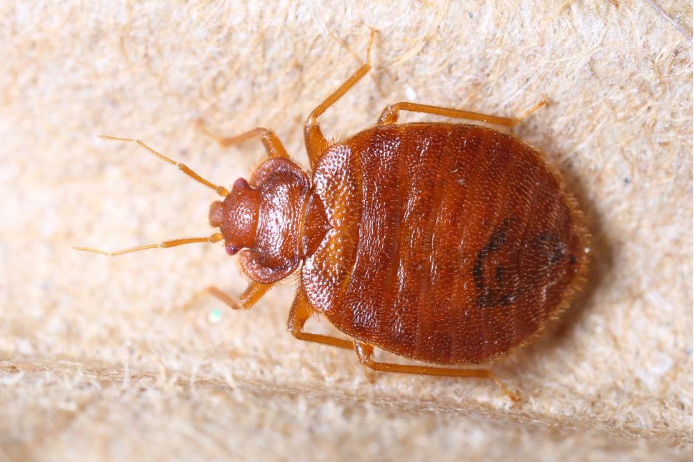 bed bug genome sequenced 2016 bedbug remedy