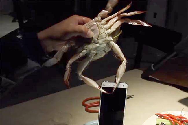 xiaomi tests mi 4 with crabs and lobsters crab test v2