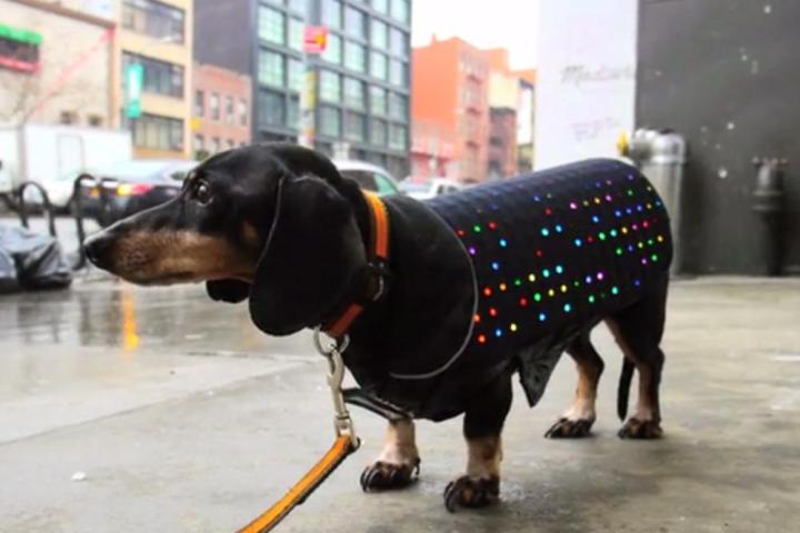 disco dog led coat kickstarter