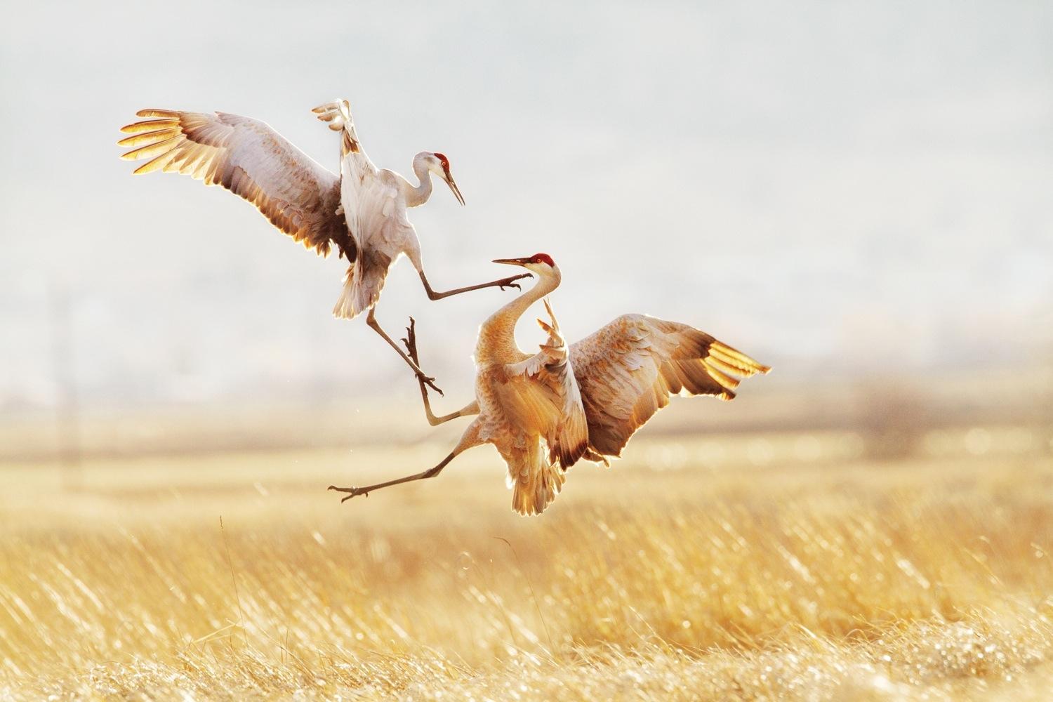 see the winning photos of 2015 sony world audubon society awards photography jason savage