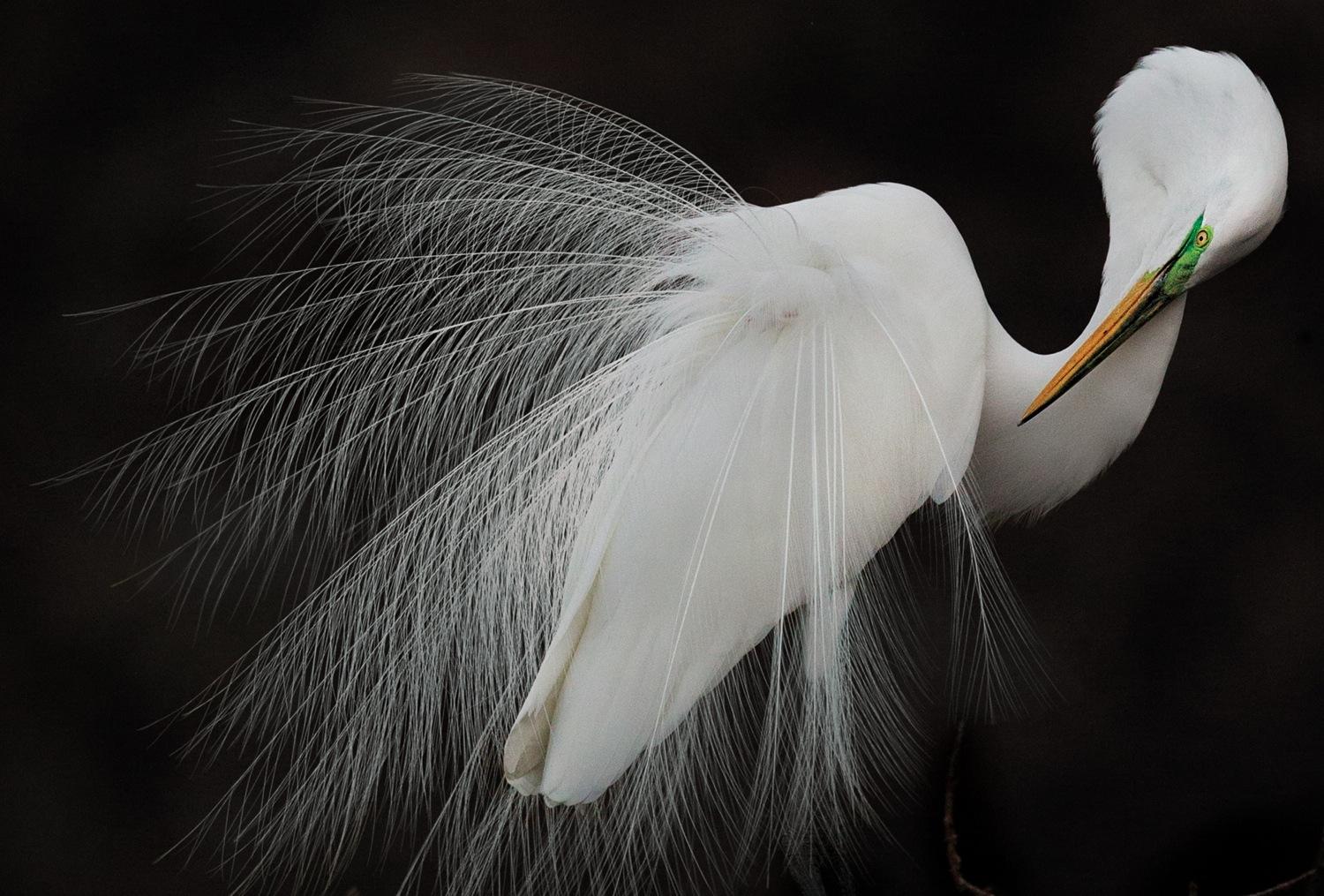 see the winning photos of 2015 sony world audubon society awards photography melissa groo