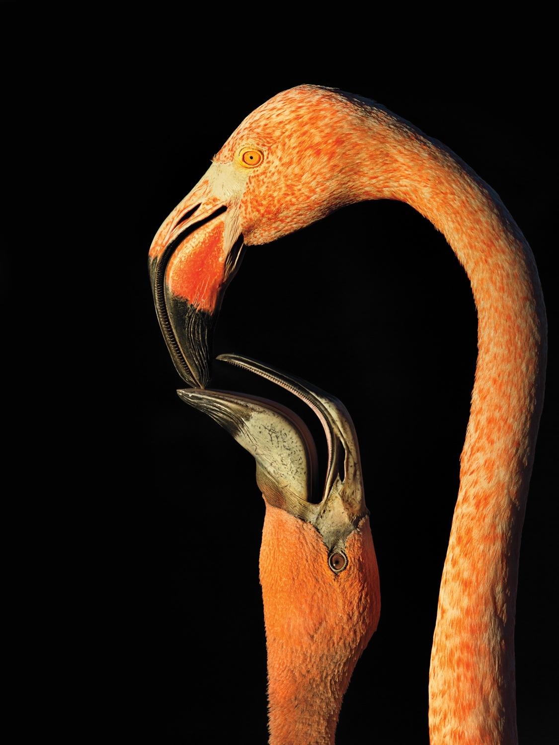 see the winning photos of 2015 sony world audubon society awards photography steve russell