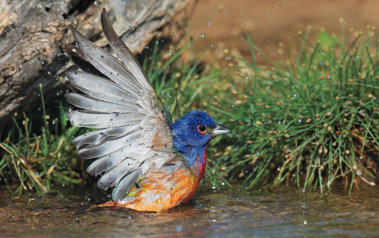 see the winning photos of 2015 sony world audubon society awards photography zachary webster