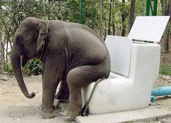 detroit zoo biodigester news elephant poop
