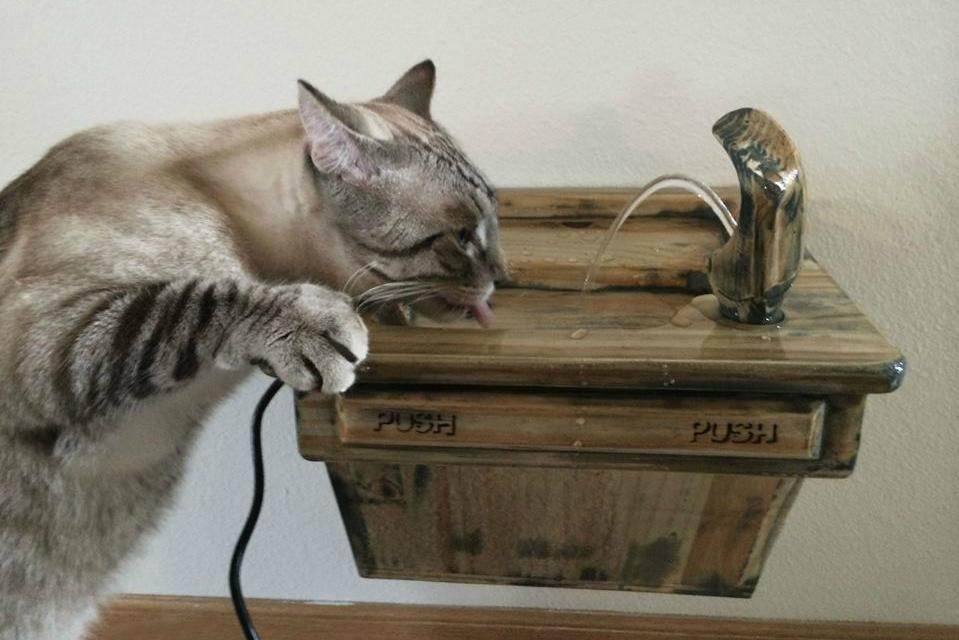 furniture and homes that are made for cat people catastrophic creations water fountain