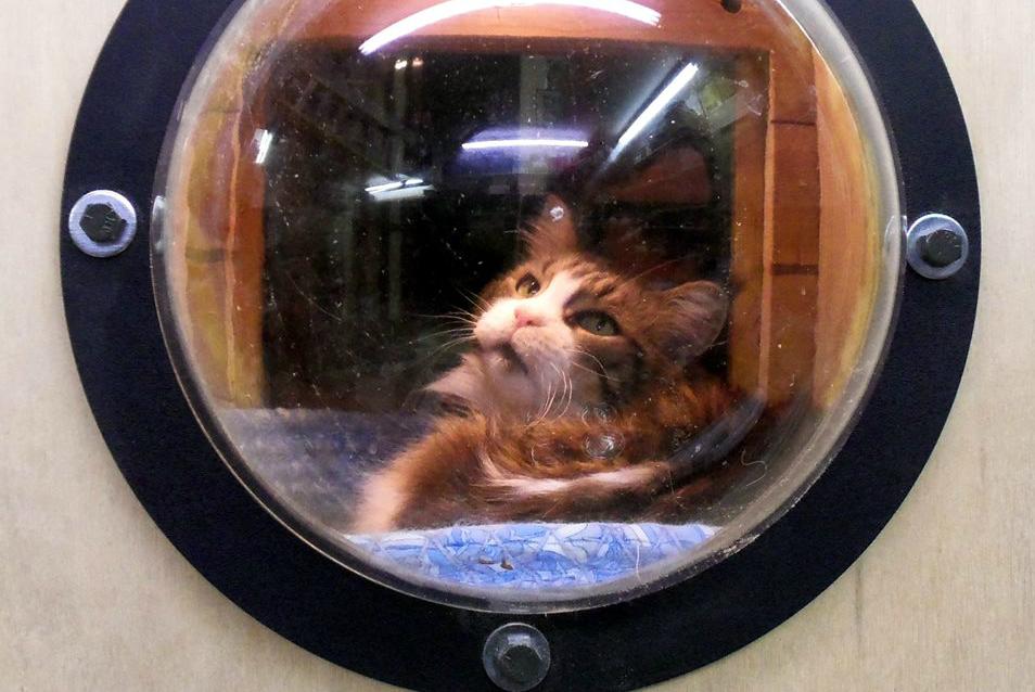 furniture and homes that are made for cat people greg krueger window bubble