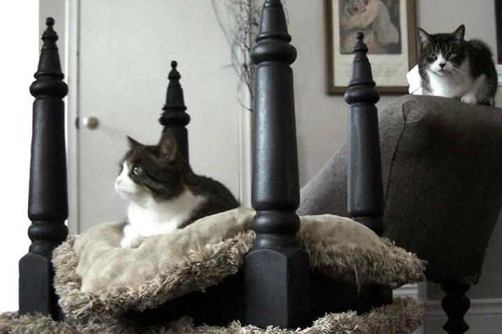 furniture and homes that are made for cat people gypsy barn bed