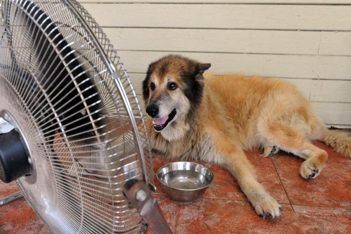 surviving the summer without an air conditioner dog hot fan
