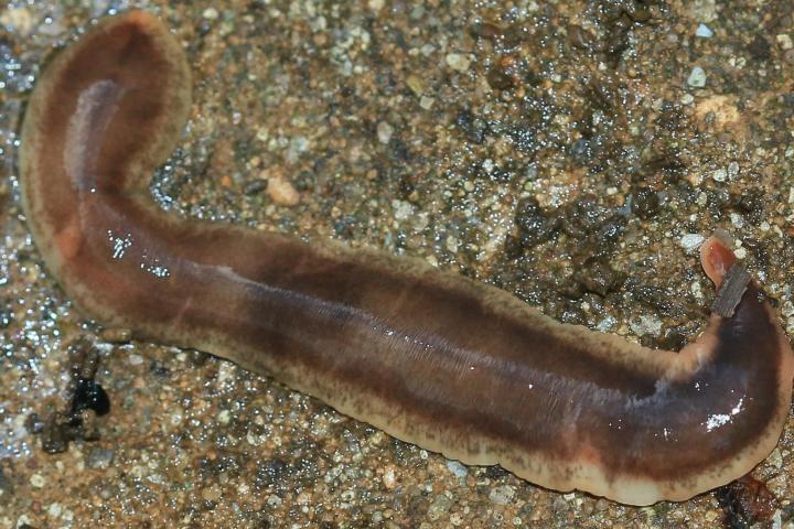 flatworm, science, computing