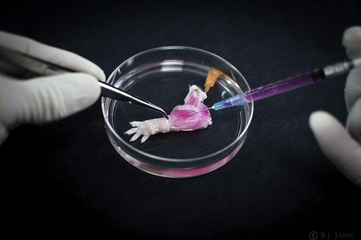 scientists develop first biolimb ott laboratory rat composite tissue 4