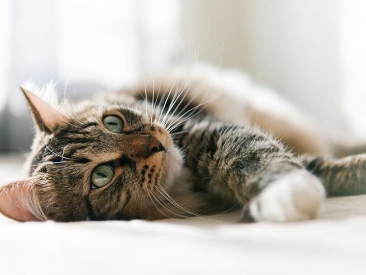 science proves it watching cat videos is good for you cute