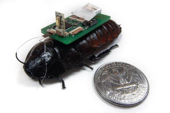 team of scientists develop cyborg cockroaches to detect disaster victims cockroach cyborgs mem 1