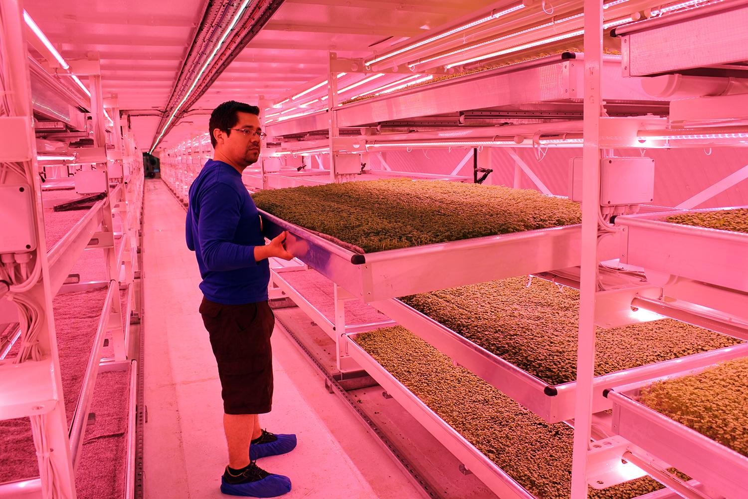 londons underground farm zero carbon food growing trays