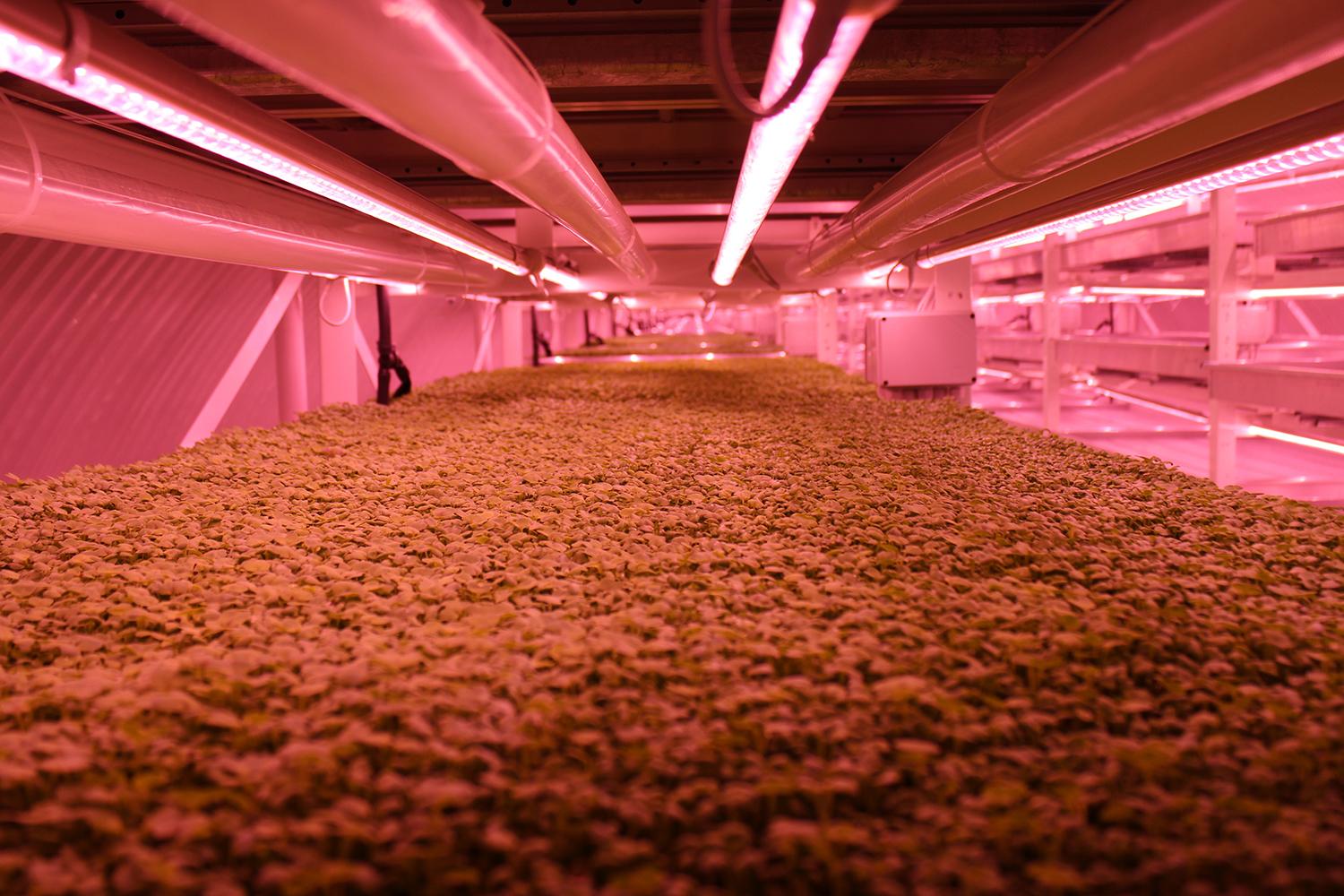 londons underground farm zero carbon food growing led lighting