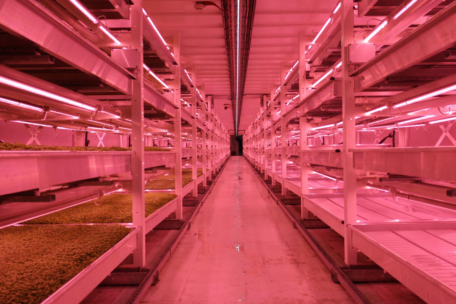 londons underground farm zero carbon food growing tunnel