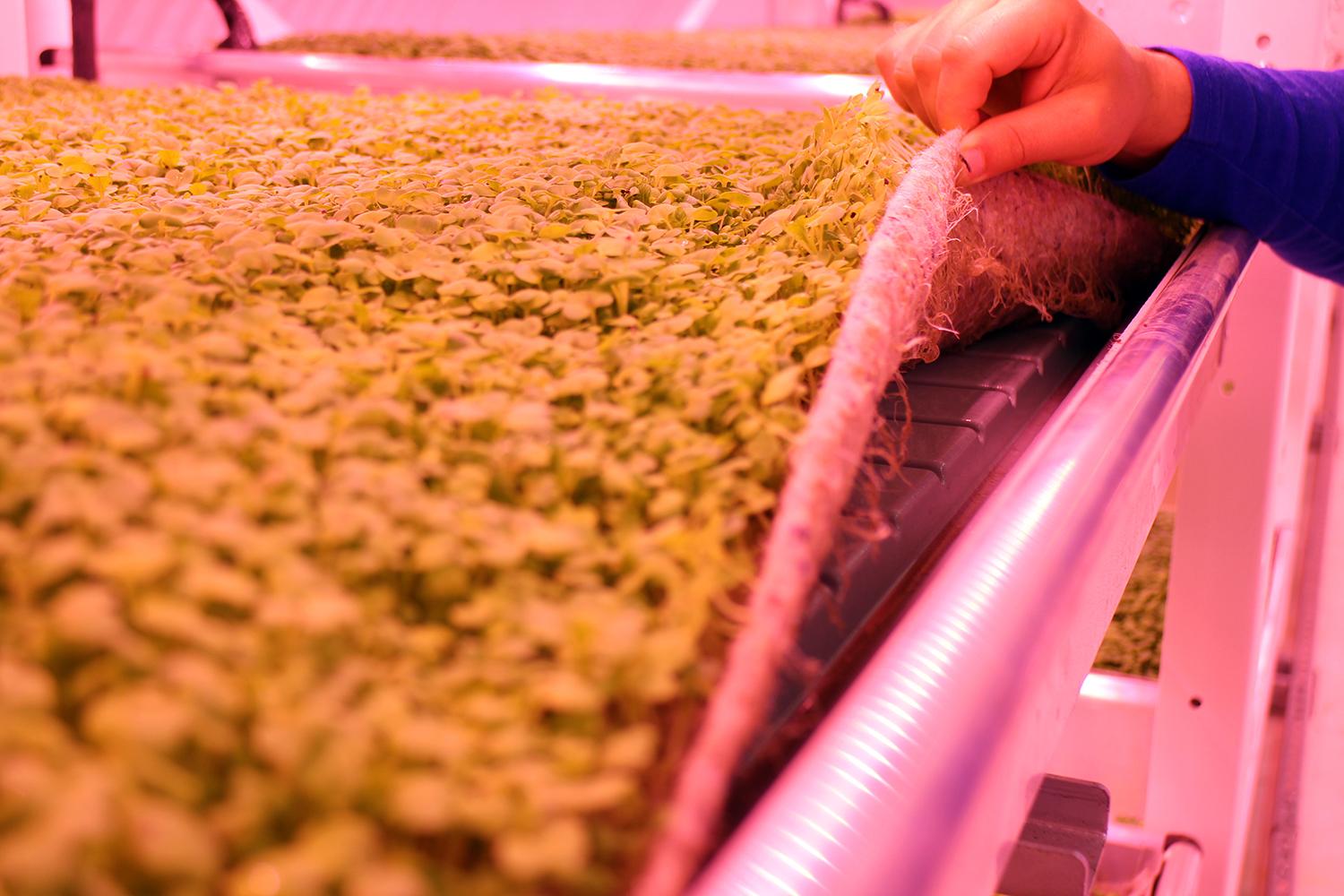 londons underground farm zero carbon food growing carpet base