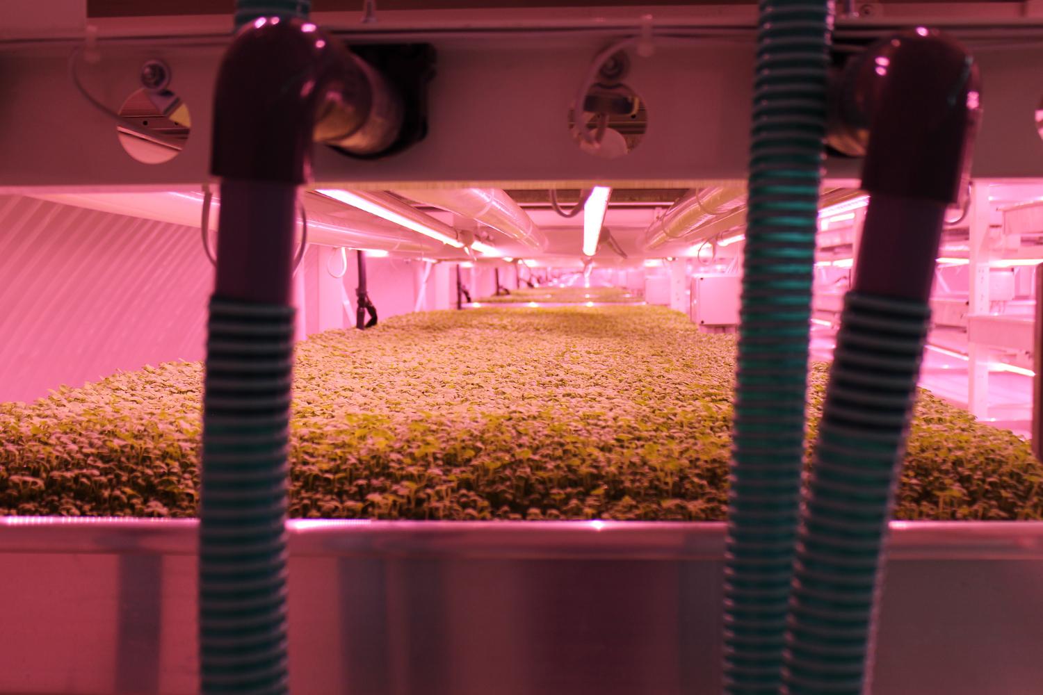 londons underground farm zero carbon food growing tables