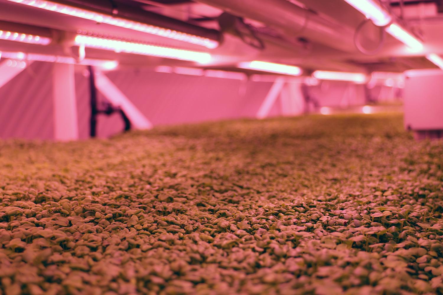 londons underground farm zero carbon food growing growth