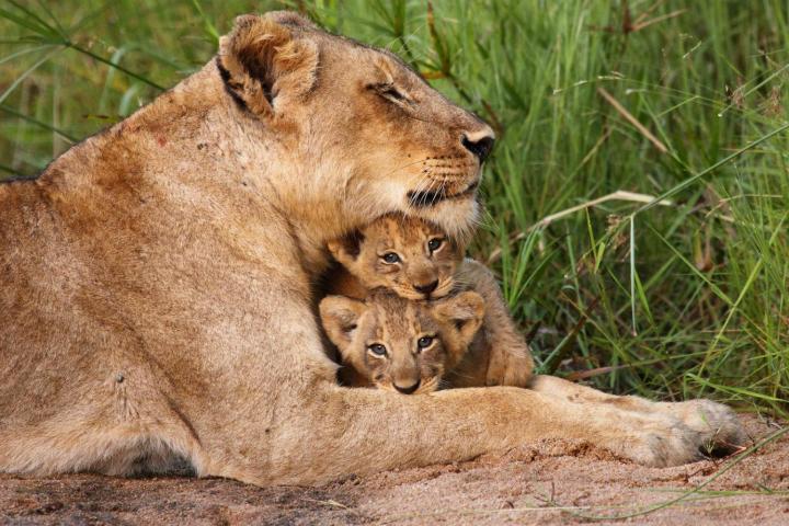 nat geo wild big game of thrones wildlife miniseries baby lion national geographic