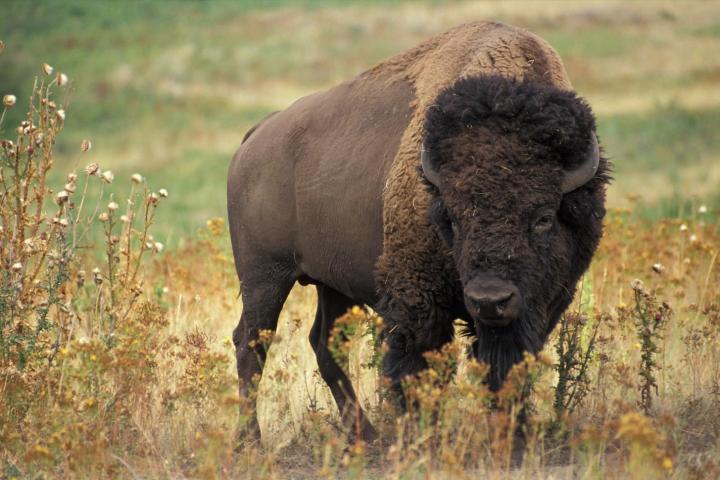 bison-in-yellowstone-national-park
