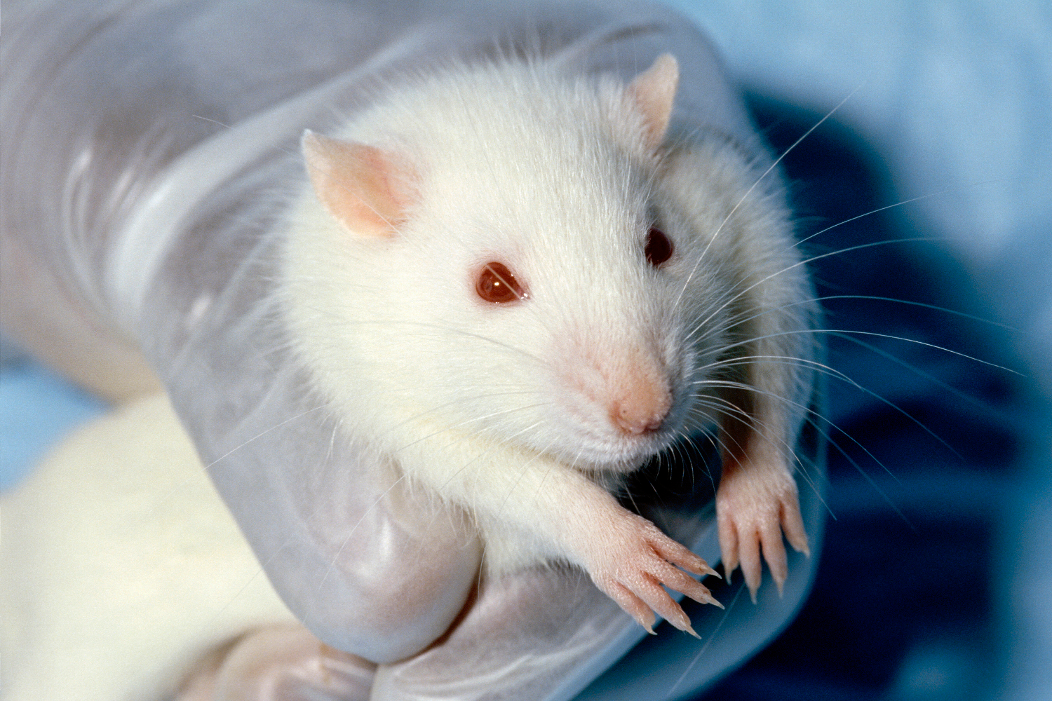 Scientists Want to Implant Mini Human Brains in Animals | Digital Trends
