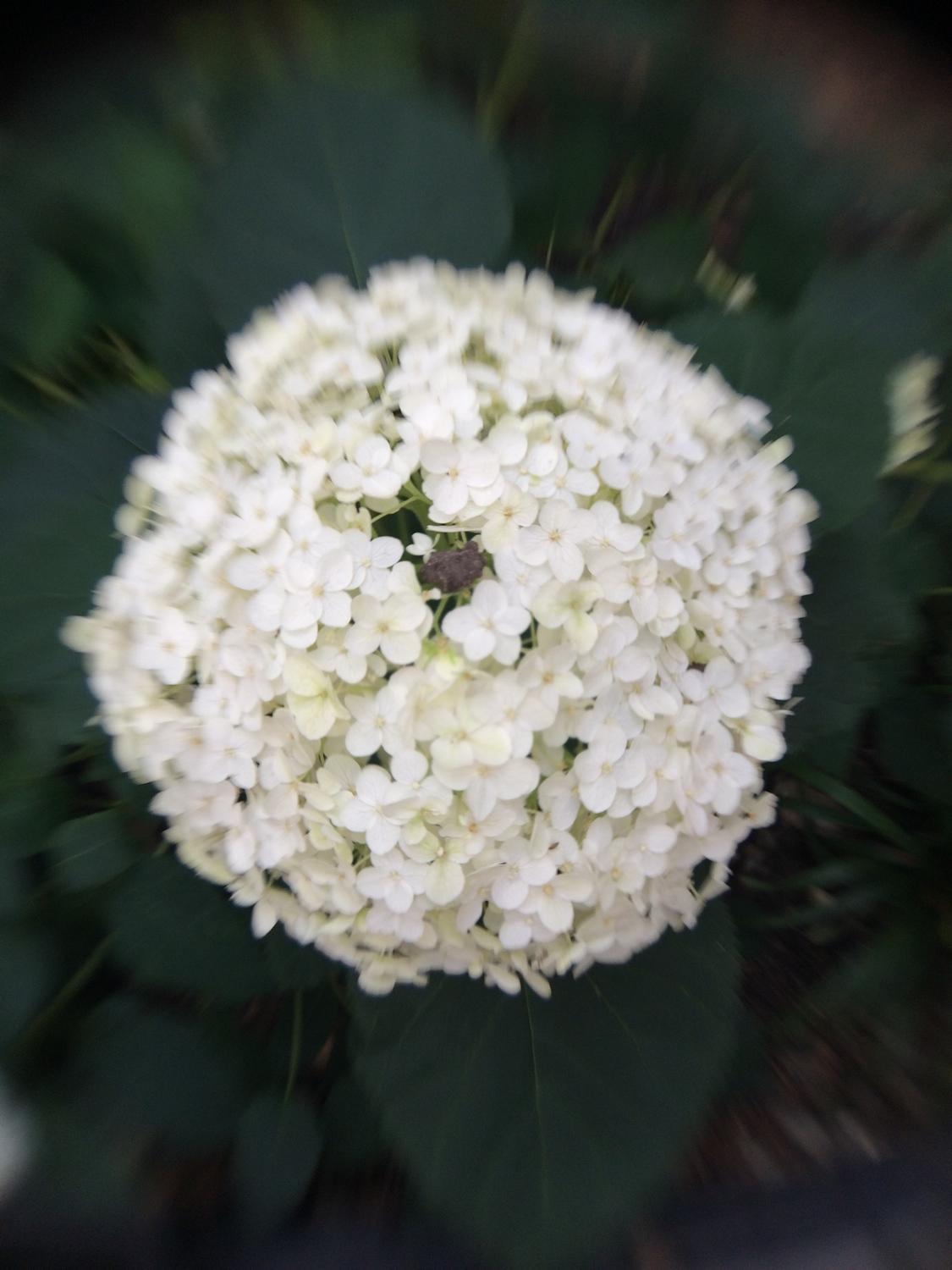 blurs arent defects but the charm in lensbabys new mobile lens kit lensbaby creative sample 3