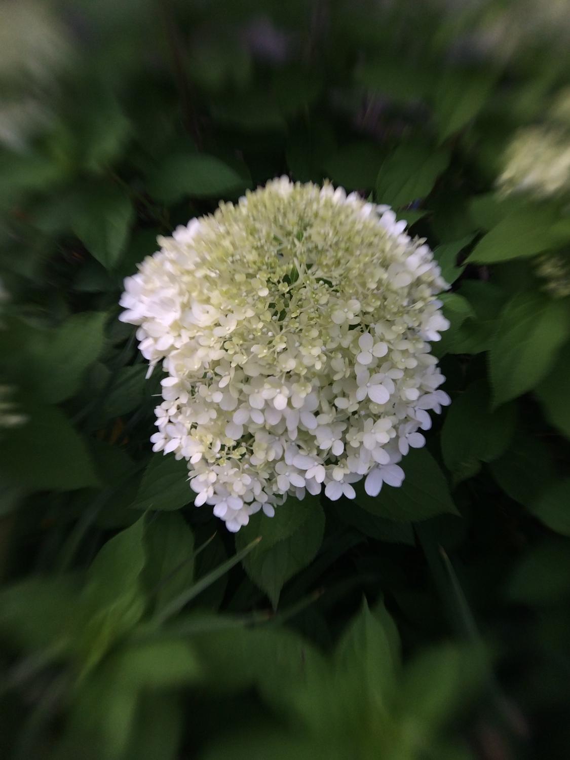 blurs arent defects but the charm in lensbabys new mobile lens kit lensbaby creative sample 8