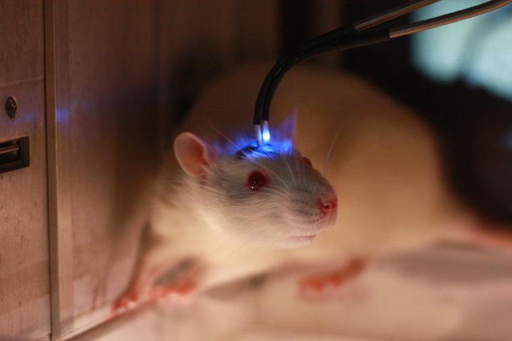 wonder why youre spacing out science shows that your brain can sleep while awake rat implant
