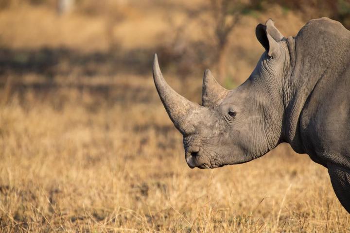 south africa protect rapid anti poaching system rhino
