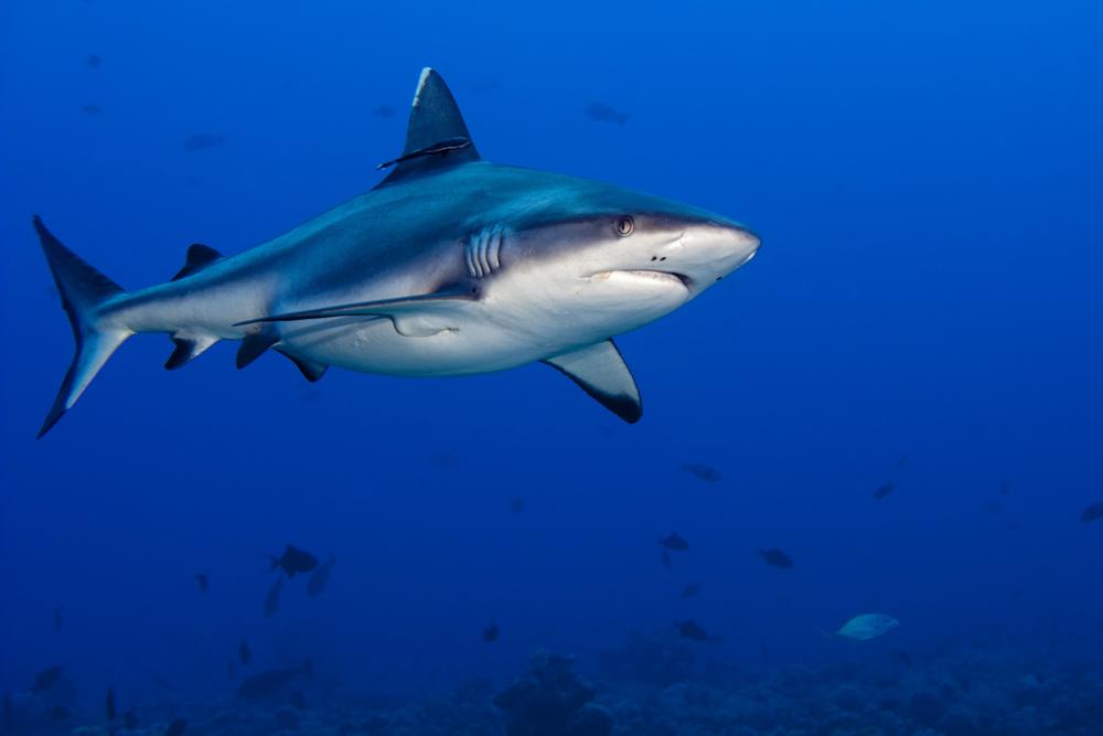 expect more scientific shark week sharkopedia social media